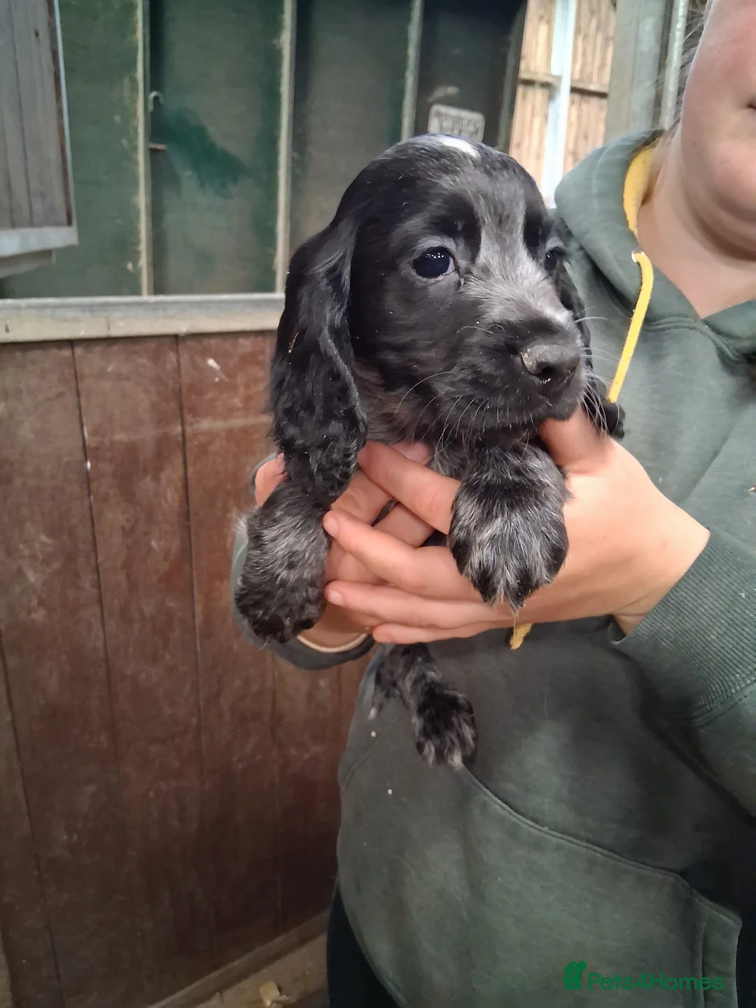Cocker Spaniel dogs for sale: Cocker puppies  - Advert 2