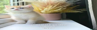 Prodigy Enzo - Chocolate Golden Boy