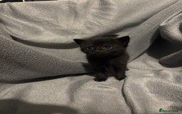 Domestic Shorthair cats for sale: 5 Beautiful Kittens 🖤 - Image 5