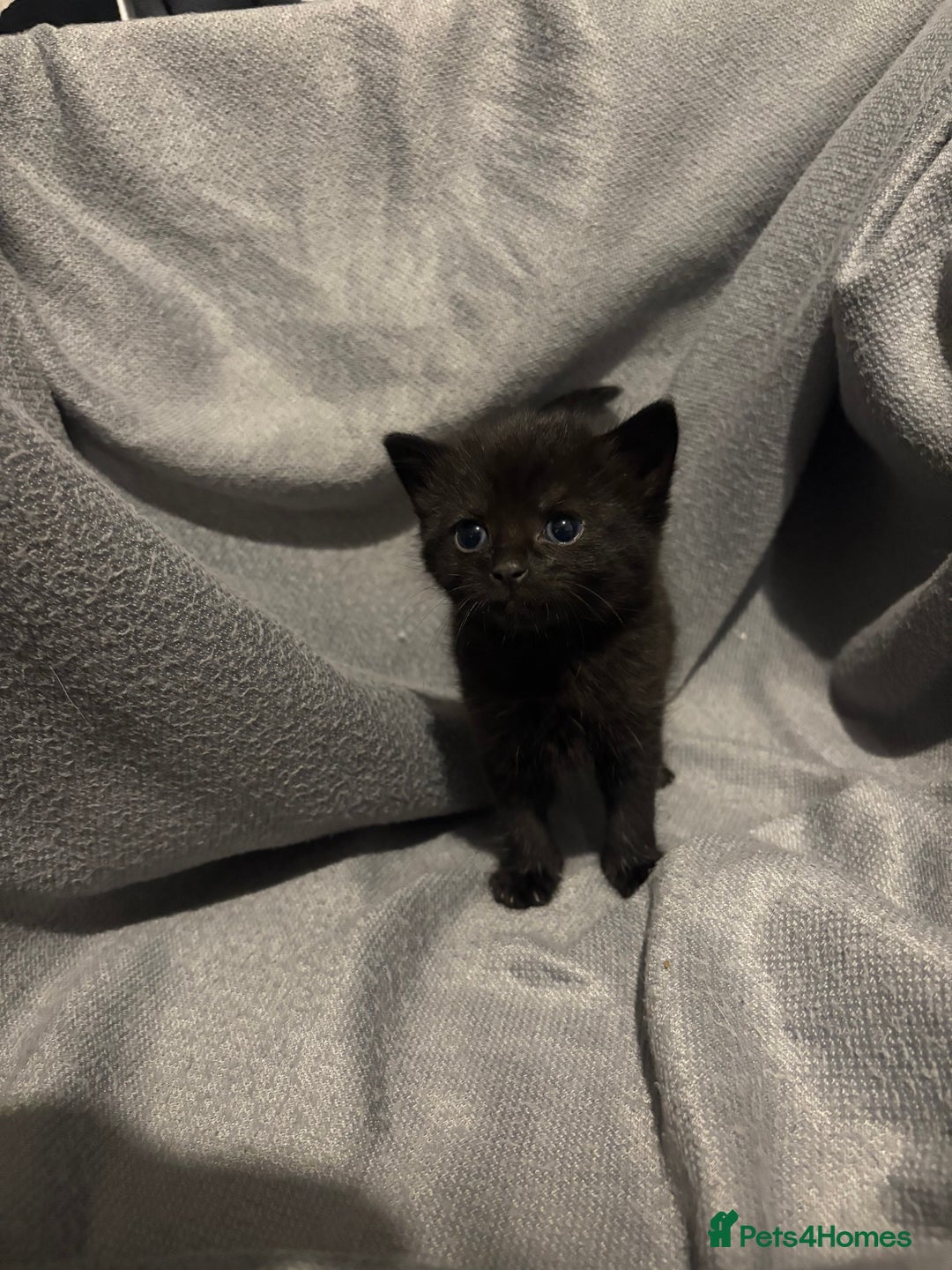 Domestic Shorthair cats for sale: 5 Beautiful Kittens 🖤 - Image 5