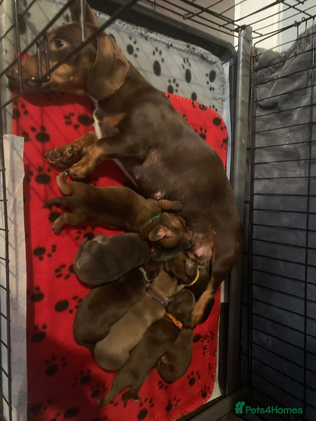 Miniature Dachshund dogs for sale: Miniature dachshund   in Blackpool - Image 2
