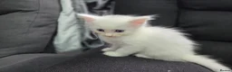 Mixed Breed cats for sale: Maine Coon x Ragdoll Kittens - Advert 21