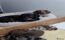 Dachshund dogs for sale: Miniature Daschund - Image 19