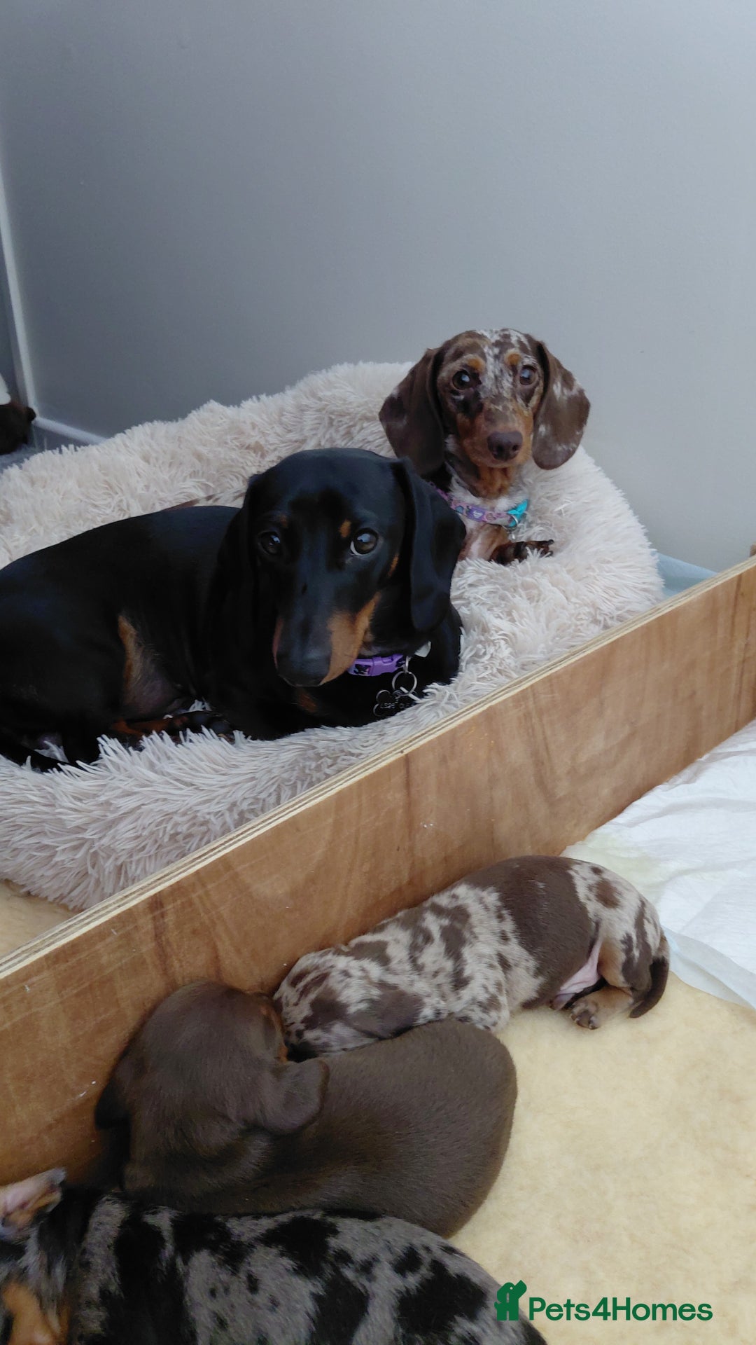 Dachshund dogs for sale: Miniature Daschund - Image 19
