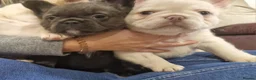 French Bulldog dogs for sale: Fluffy frenchies due july  - Advert 8