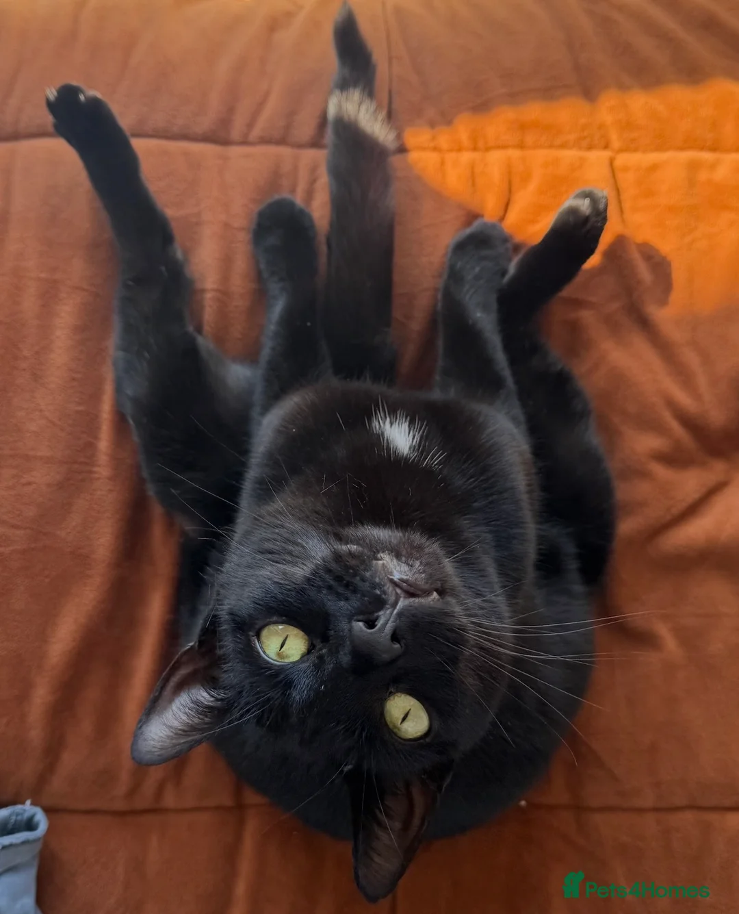 Bombay cats for sale: X2 female cats 4 years to be rehomed - Advert 7