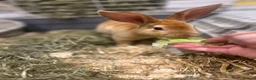 Rex rabbits for sale: Red Rex Bunny 🐰  - Advert 1
