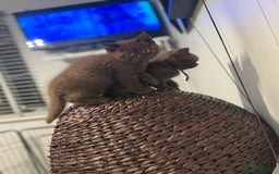 British Shorthair cats for sale: British shorthair kittens  - Image 3