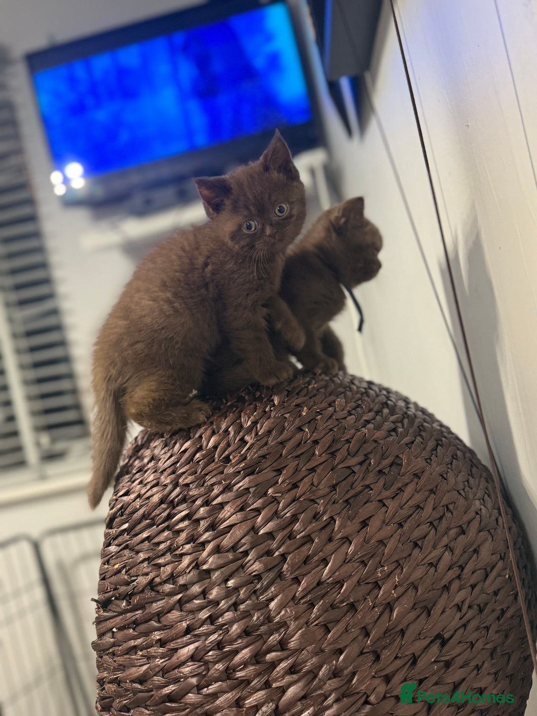 British Shorthair cats for sale: British shorthair kittens  - Image 3
