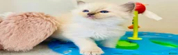 Ragdoll cats for sale: Pure Stunning Ragdoll Kittens  - Advert 11