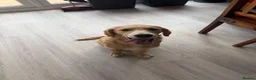 Golden Retriever dogs for sale: 6 month old female golden retriever  - Advert 3