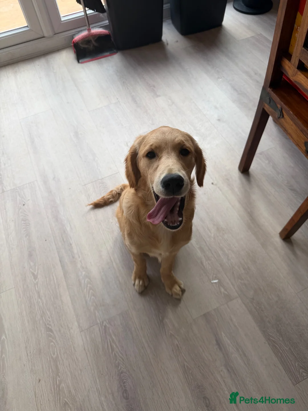 Golden Retriever dogs for sale: 6 month old female golden retriever  - Advert 3