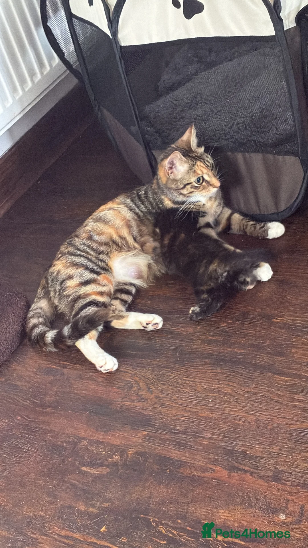 Domestic Shorthair cats for sale: 4x kittens  in Walsall - Advert 1