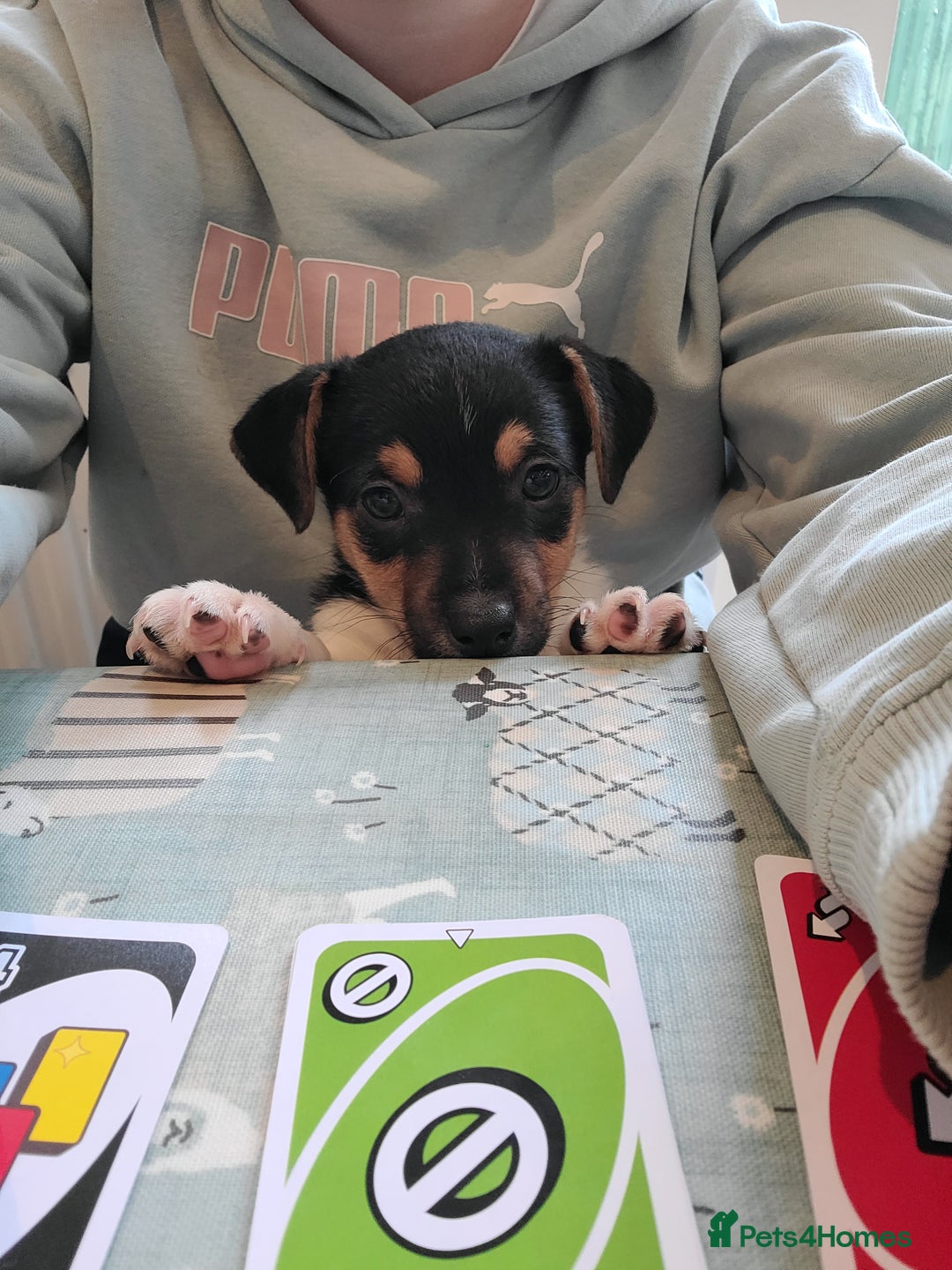 Jack Russell dogs for sale: Jack Russell Puppies - Image 6
