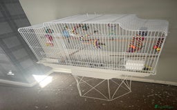 Budgerigars birds for sale: Cute pair - Image 2