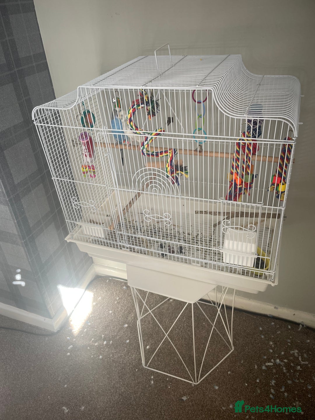 Budgerigars birds for sale: Cute pair - Image 2