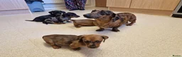 Miniature Dachshund dogs for sale: Miniature chocolate dapple black tan dachshund - Advert 3