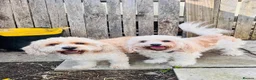 Cavachon dogs for sale: Beautiful cavachon puppies  - Advert 8