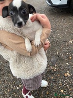 Jack Russell dogs - Advert 7