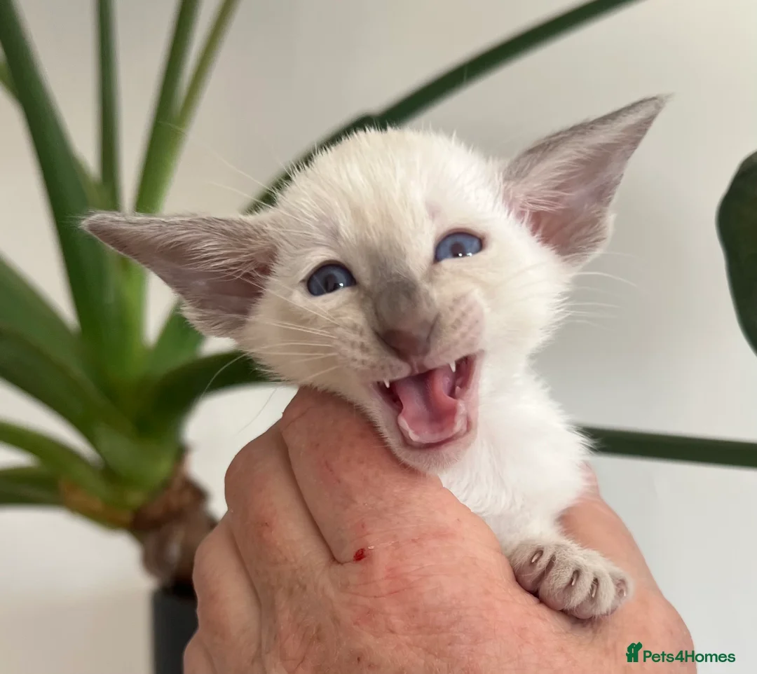 Siamese cats for sale: Siamese kittens - Advert 2