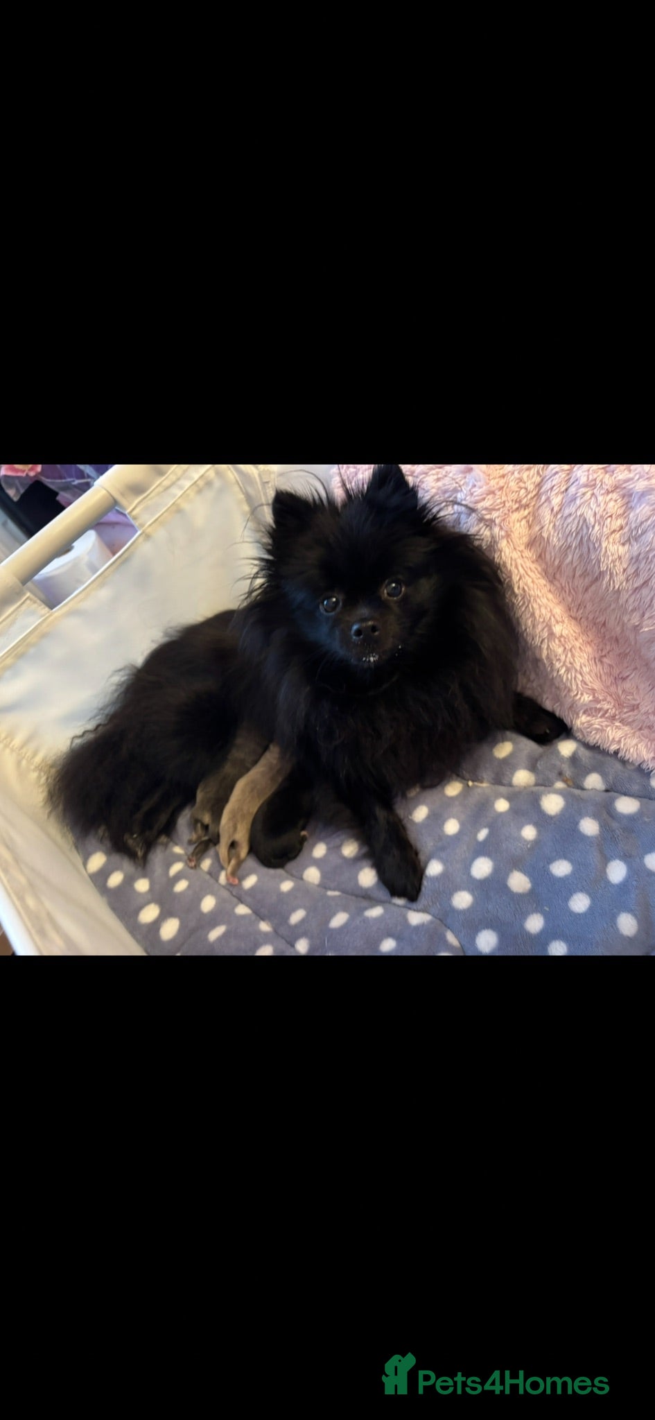 Pomchi dogs Primrose precious pomchi  - Advert 2