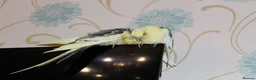 Cockatiels birds for sale: Two cockatiels bonded  in Edinburgh - Advert 3