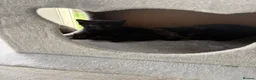 Mixed Breed cats for sale: Black tabby kittens ready to leave soon  - Advert 5
