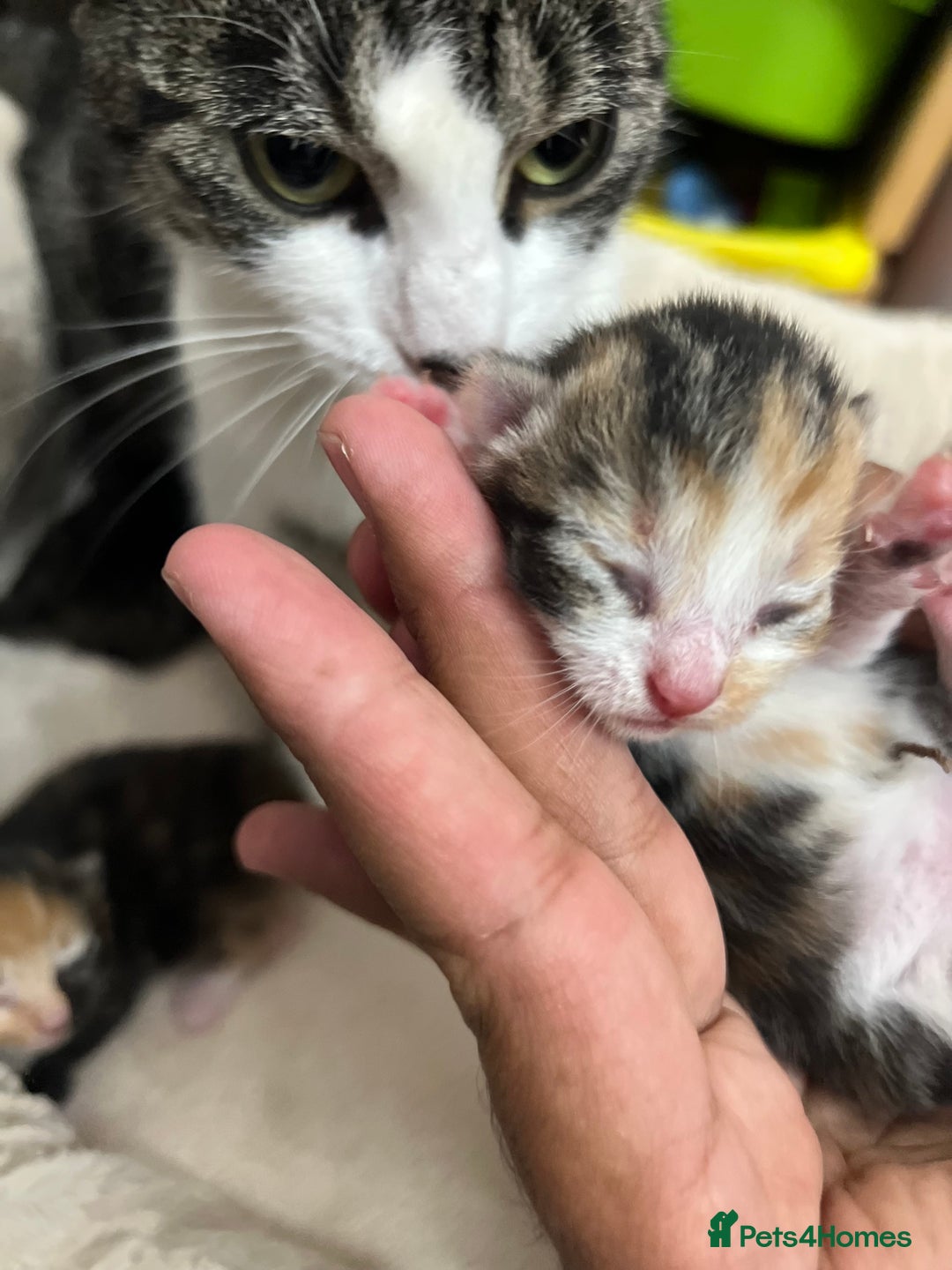 Bengal cats for sale: Rare Bengal Breed In White and Grey Ginger - Image 8