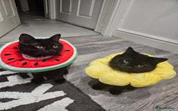 Ragdoll cats for sale: Brother & Sister 8month Ragdoll kittens for Home - Advert 3