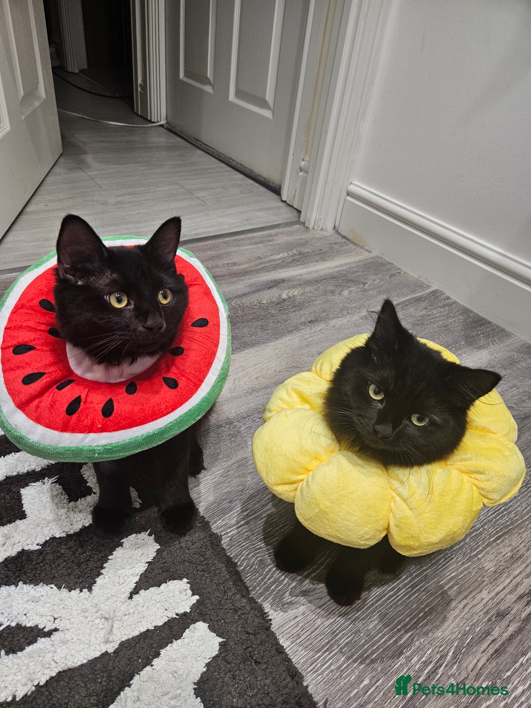 Ragdoll cats for sale: Brother & Sister 8month Ragdoll kittens for Home - Advert 3