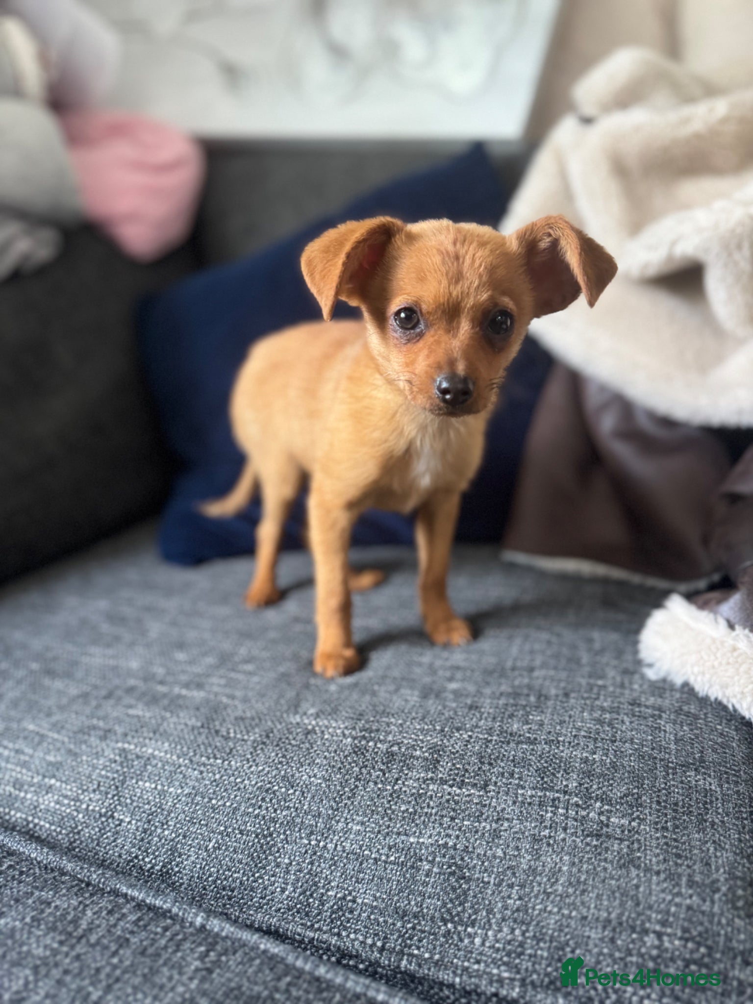 Pomchi dogs Pomeranian x puppies 1 boy left  - Advert 3
