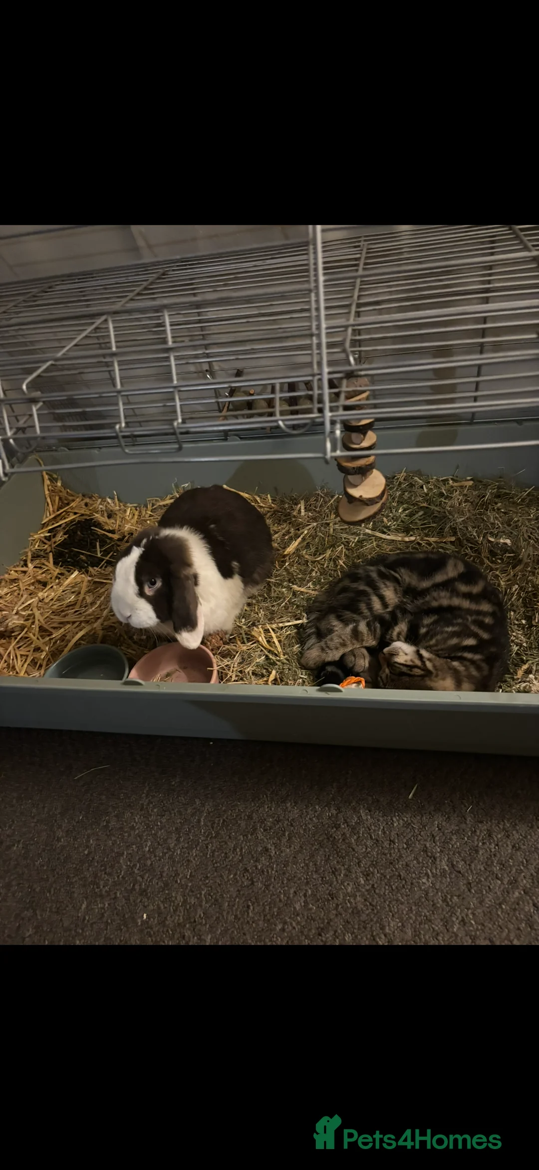 Mixed Breed cats for sale: Gorgeous 5 month old kitten in Kettering - Advert 4