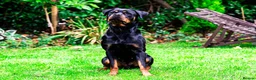 Rottweiler dogs for sale: Female Rottweiler/ Fully Trained/ Family Friendly - Advert 3