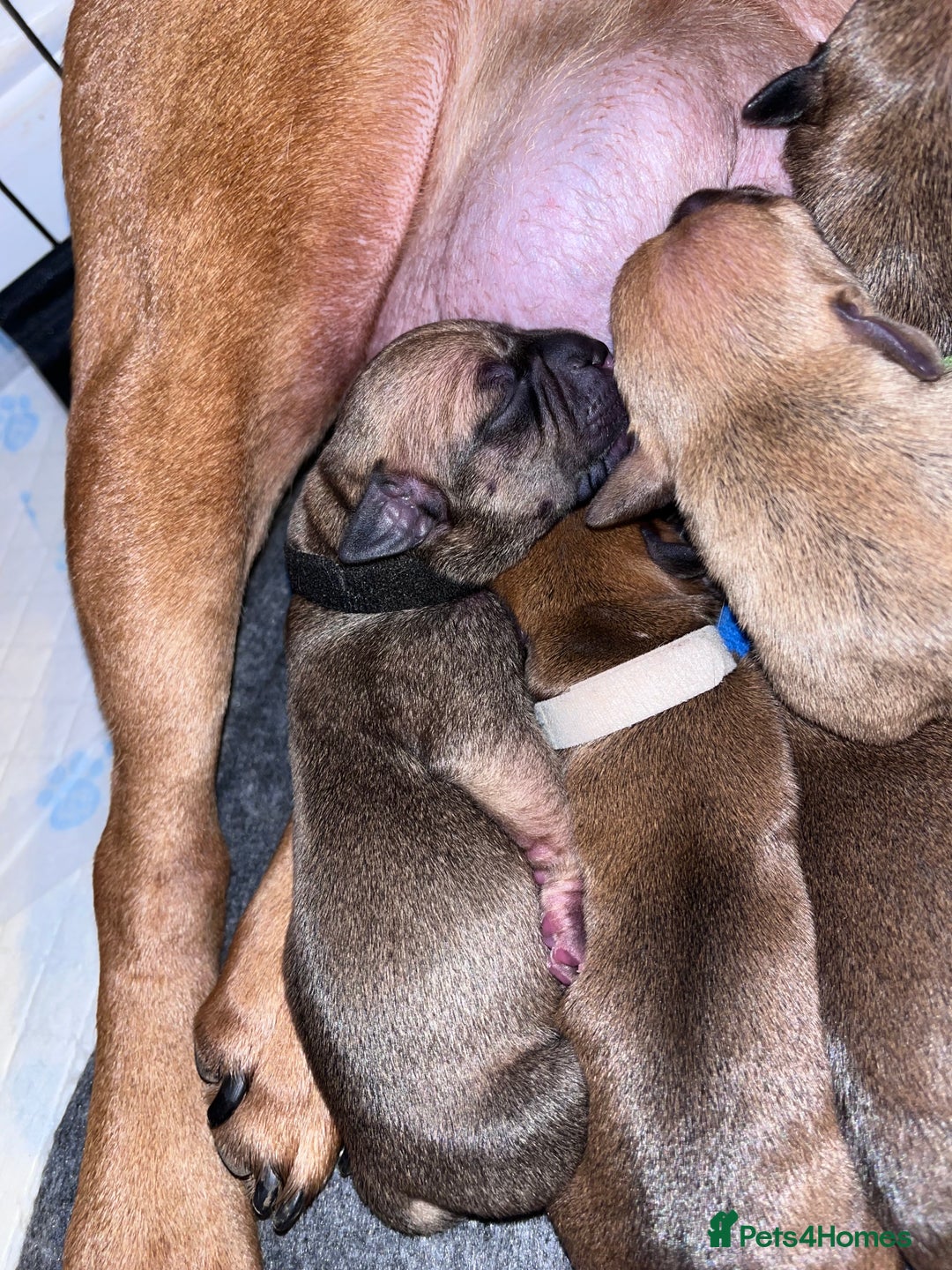 Staffordshire Bull Terrier dogs for sale: Red staffy pups  - Advert 7