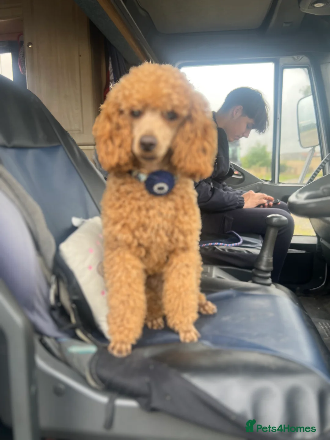 Miniature Poodle dogs for stud: For Stud KC DNA & heart tested Poodle - Advert 4