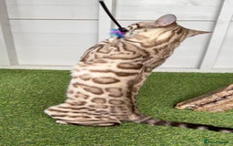 Bengal cats for sale: Stunning Mink Female Bengal TICA Reg - Image 4