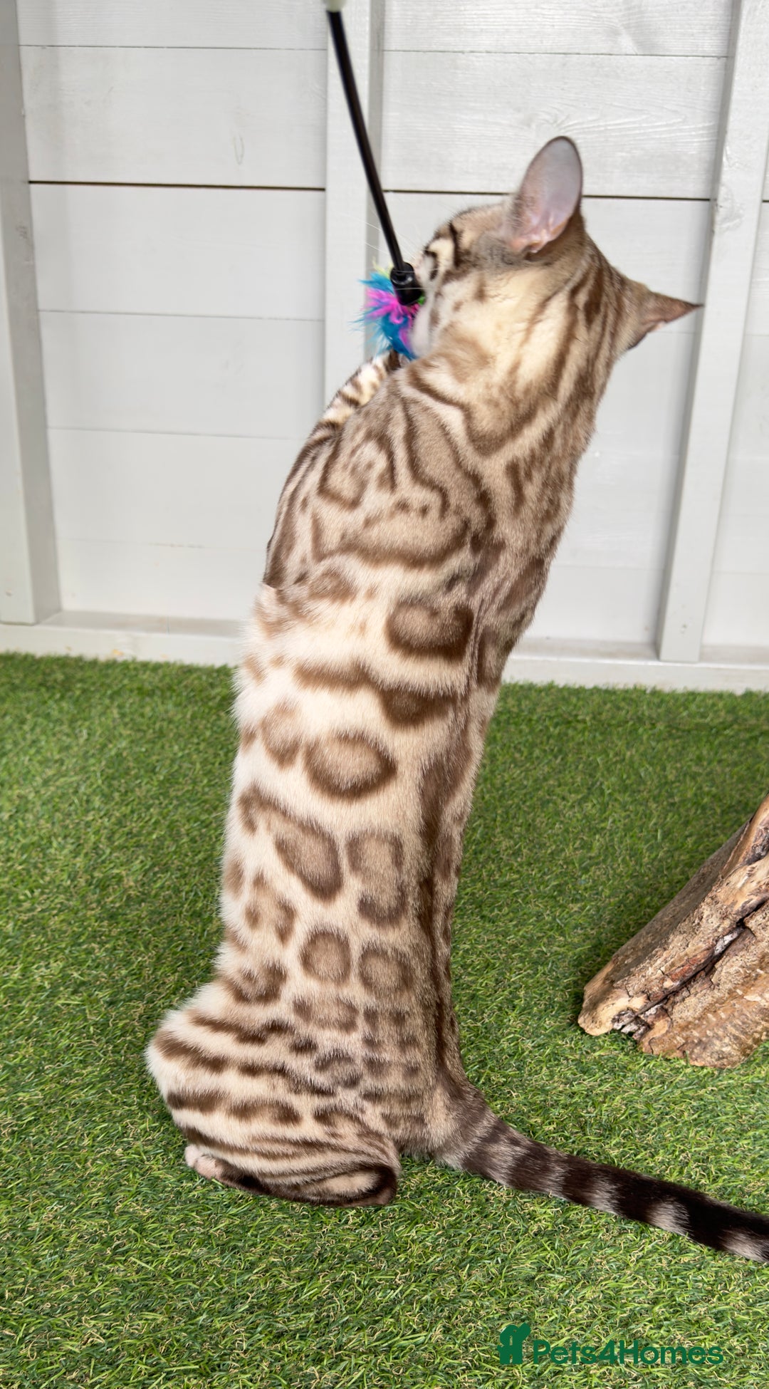 Bengal cats for sale: Stunning Mink Female Bengal TICA Reg - Image 4