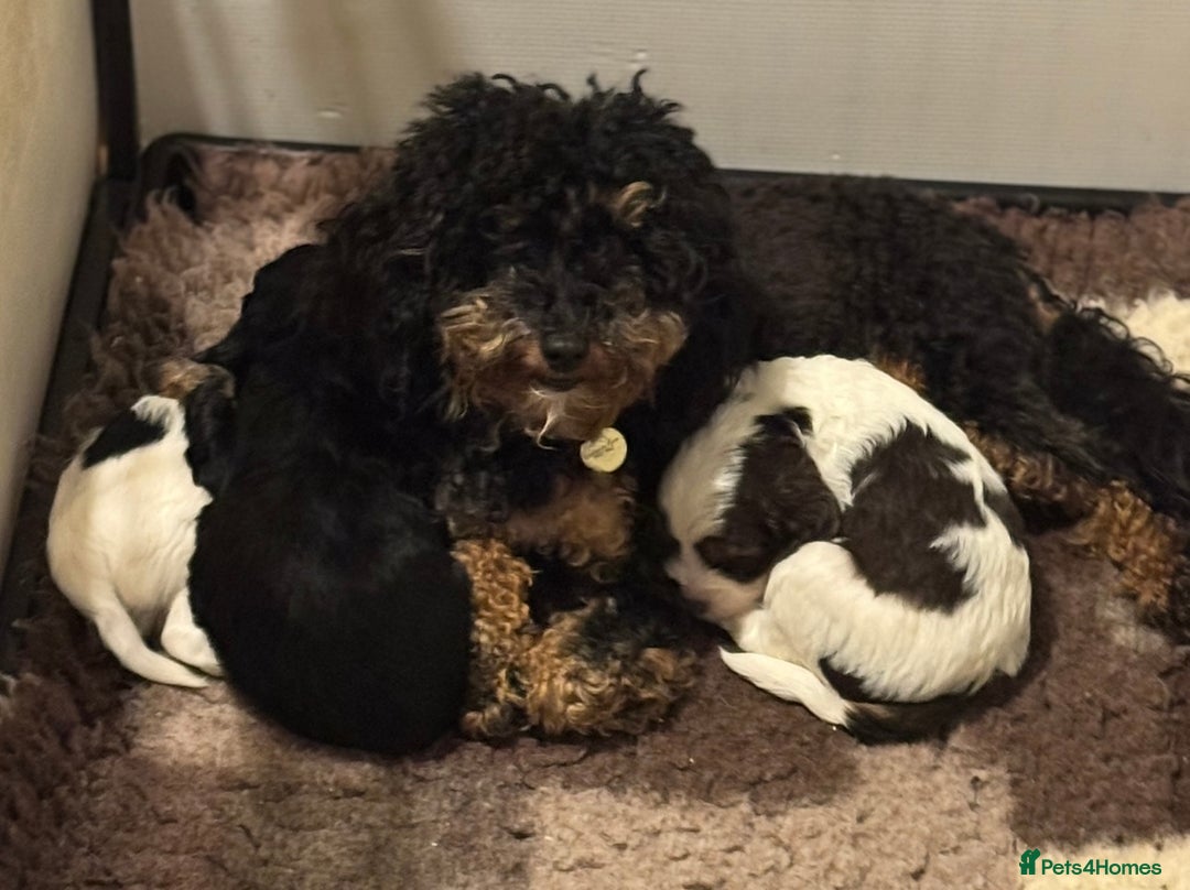 Cavapoo dogs for sale: Toy Cavapoo puppies  - Image 12