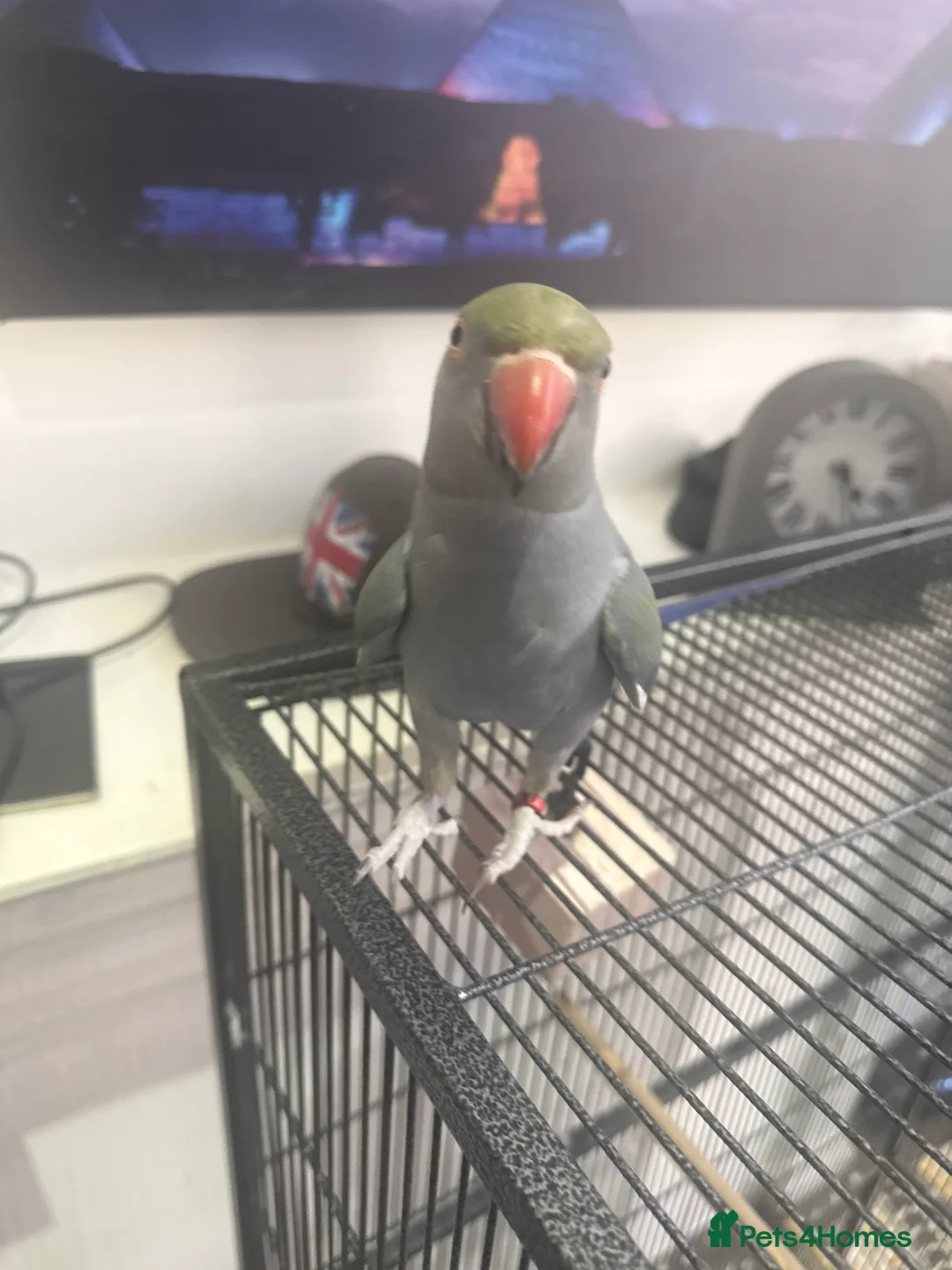 Ringnecks birds for sale: Hand reared ringneck, 11m, with 2 cages / toys - Advert 2