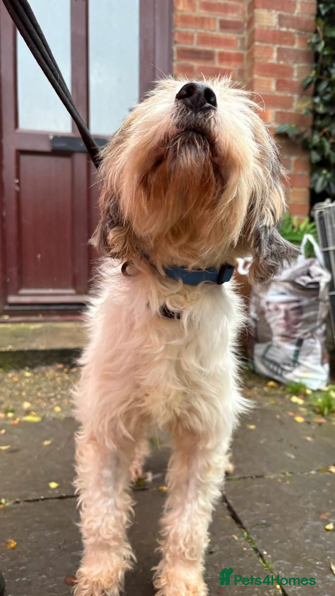 Mixed Breed dogs for adoption: Max - Hingham Norfolk  - Advert 16