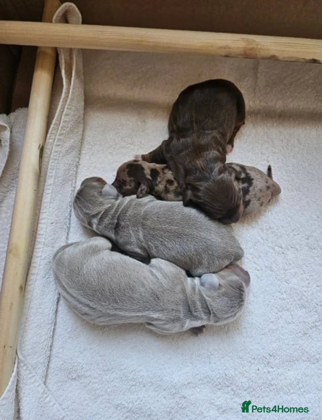 Miniature Dachshund dogs for sale: Lovely miniature dachshund puppies  - Advert 2