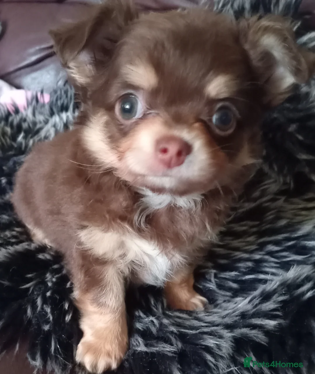 Chihuahua dogs for sale: Chihuahua long coat puppies in Peterborough - Advert 28