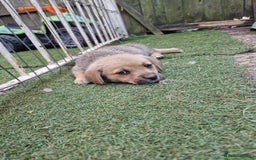Mixed Breed dogs for sale: mixed breed 4 boys and 2 girls - Image 27