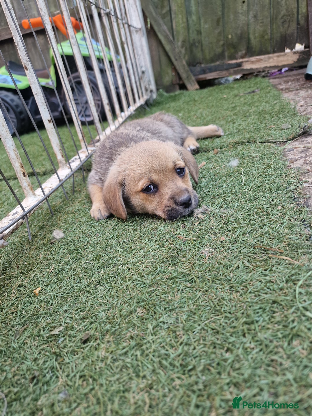 Mixed Breed dogs for sale: mixed breed 4 boys and 2 girls - Image 27