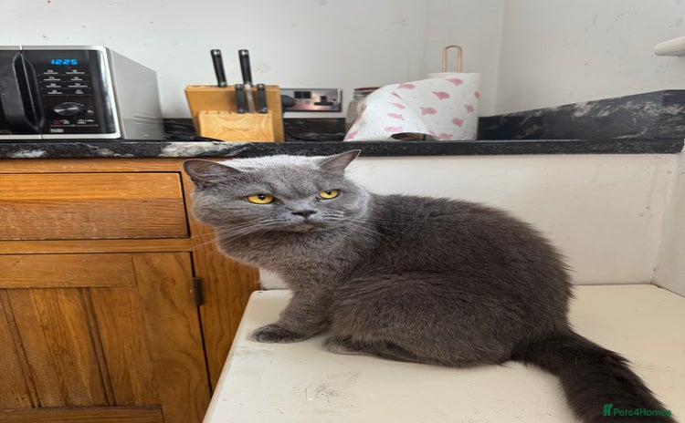 British Shorthair cats - Advert 2