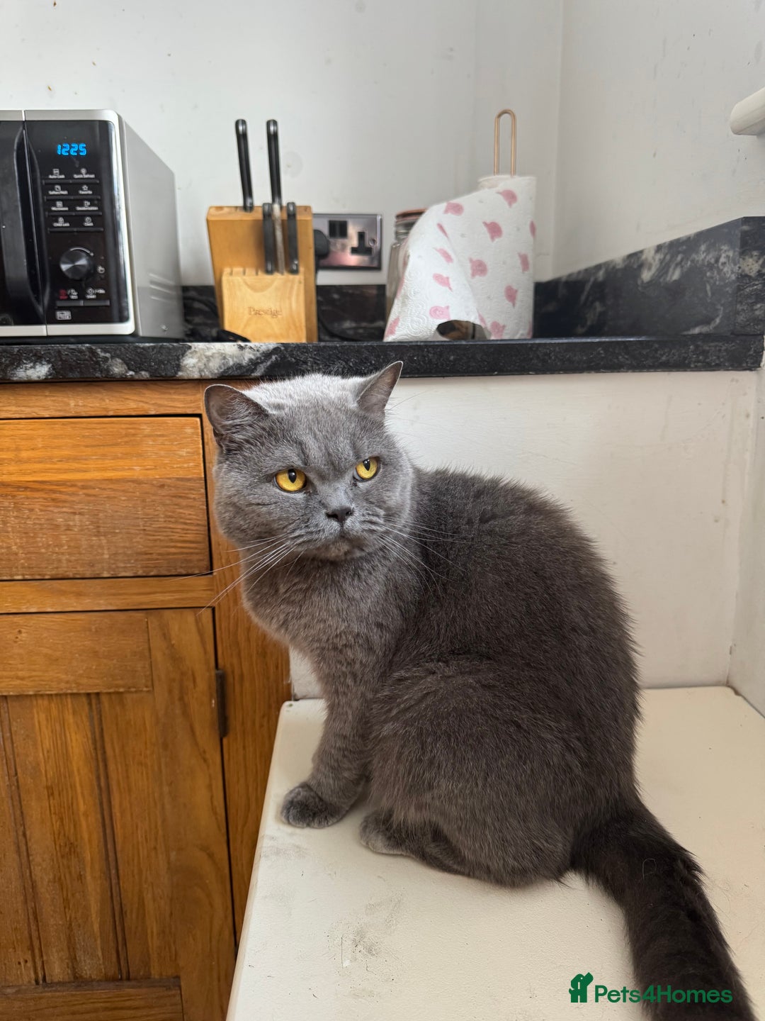 British Shorthair cats for sale: Beautiful British shorthair  - Image 1