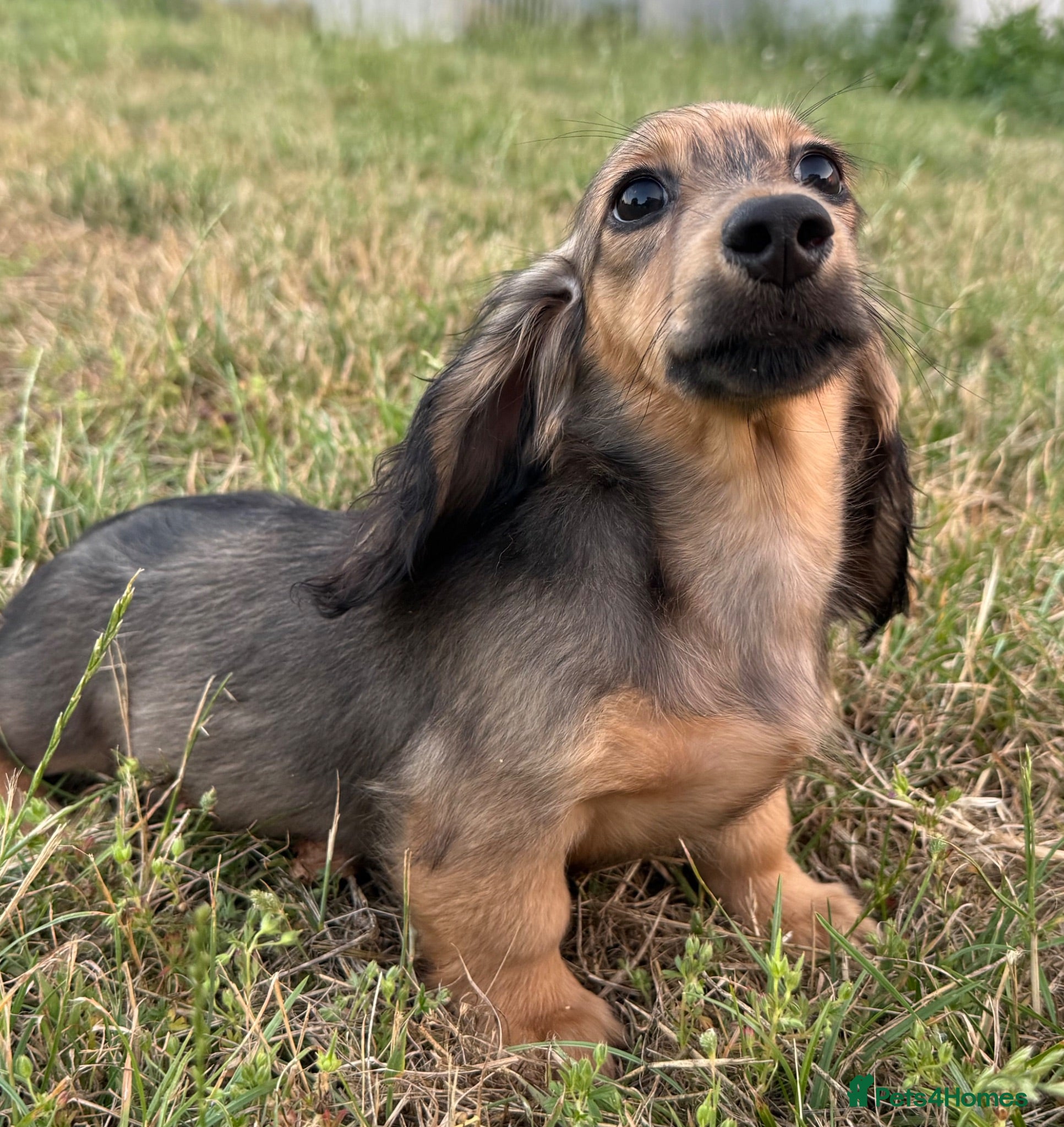 Miniature Dachshund dogs Kc registered miniature longhaired dachshunds   - Advert 1
