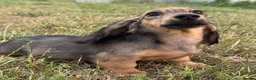 Miniature Dachshund dogs for sale: Kc registered miniature longhaired dachshunds   - Advert 1