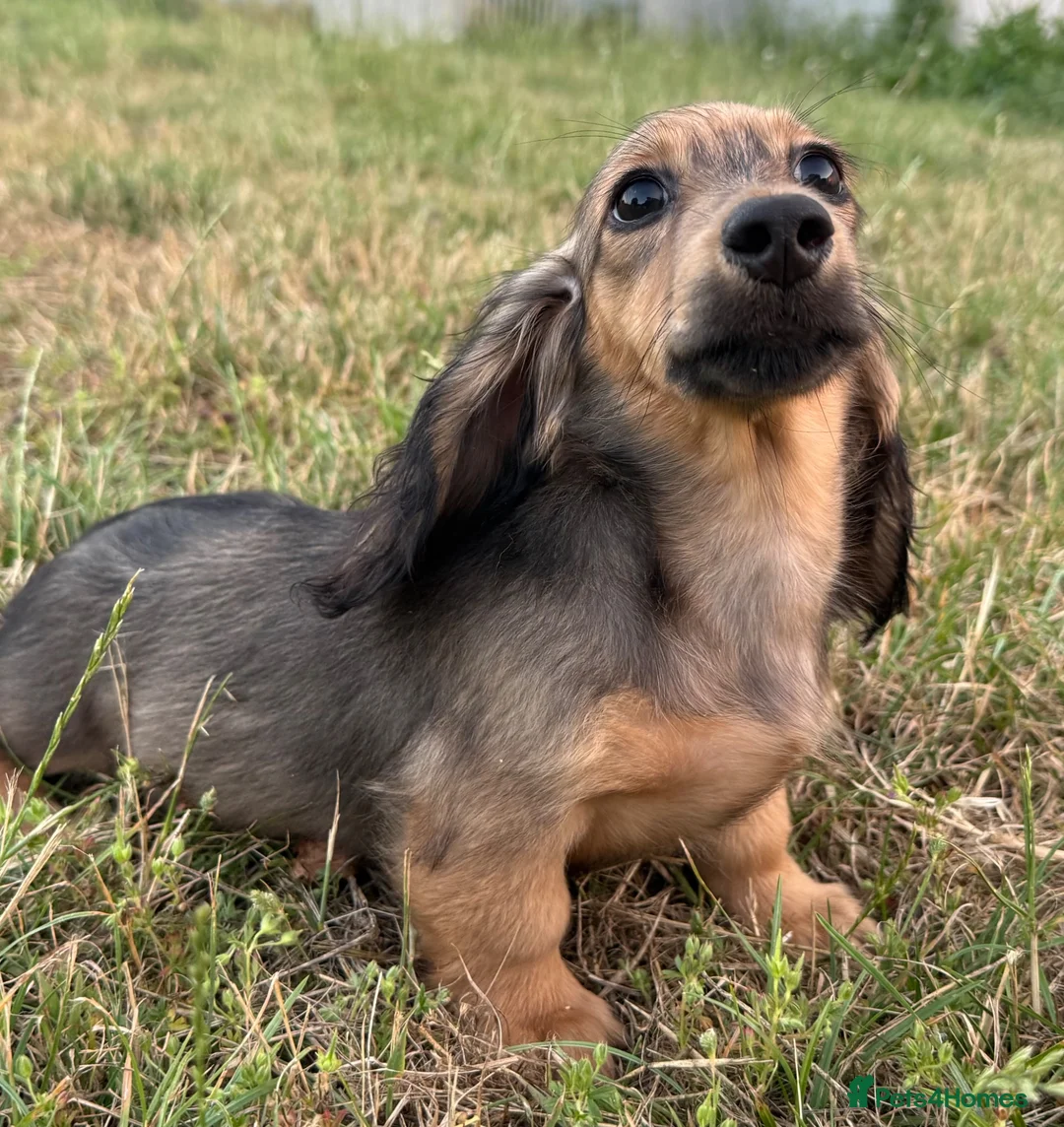 Miniature Dachshund dogs for sale: Kc registered miniature longhaired dachshunds   - Advert 1