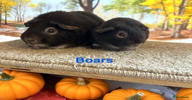 Guinea Pig rodents - Advert 2